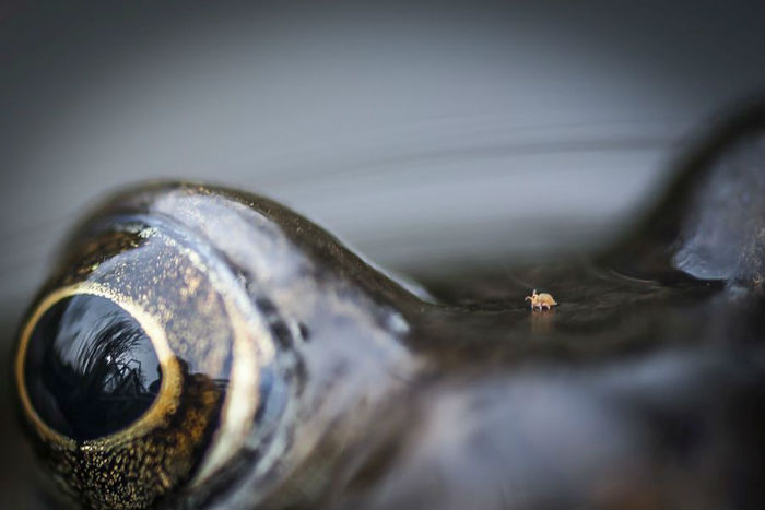 Как заработать 500 тысяч рублей, фотографируя бакланов? Подведены итоги  British Wildlife Photography Awards